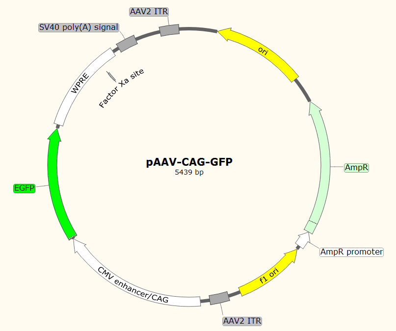 pAAV-CAG-GFP载体图谱